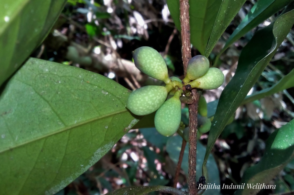 Chionanthus zeylanicus L.